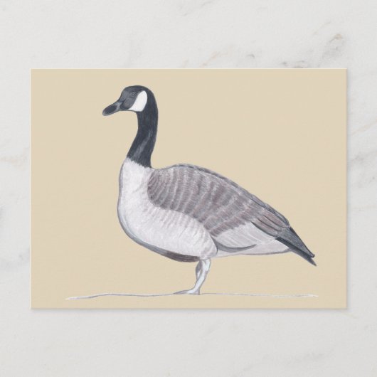 Tekening van Goose Standing on Sand Briefkaarten (Voorkant)