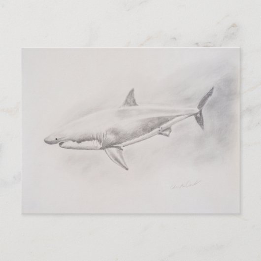 Tekening van grote witte haai briefkaart (Voorkant)
