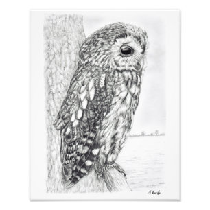Tekening van kraamppotlood Tawny Owl Foto Afdruk