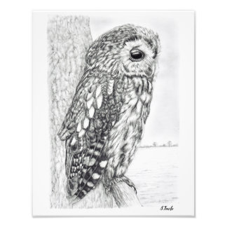 Tekening van kraamppotlood Tawny Owl Foto Afdruk