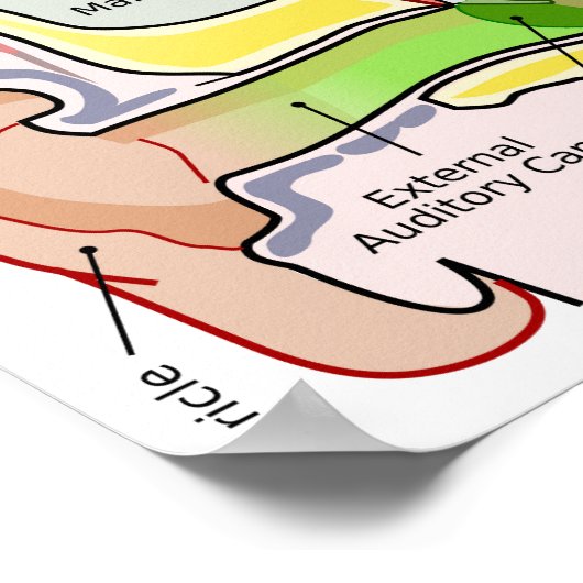 Tekening van menselijke oor-cochleaire frequentie poster (Hoek)