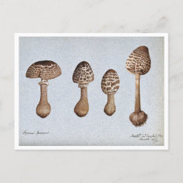 Tekening van Parasol Mushrooms Briefkaart