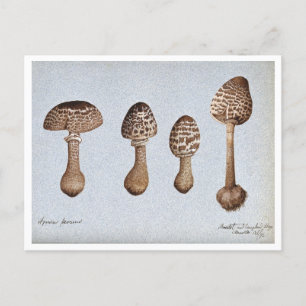  Tekening van Parasol Mushrooms Briefkaart