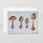 Tekening van Parasol Mushrooms Briefkaart (Voorkant / Achterkant)