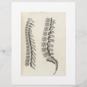 Tekening van wervels flyer