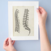 Tekening van wervels flyer (Hand)