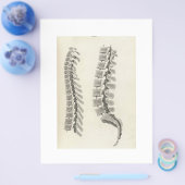 Tekening van wervels flyer (Enkel)