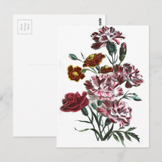  tekening: Vlaamse roze bloemen Briefkaart (Voorkant / Achterkant)