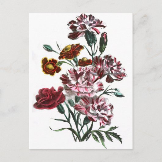  tekening: Vlaamse roze bloemen Briefkaart (Voorkant)