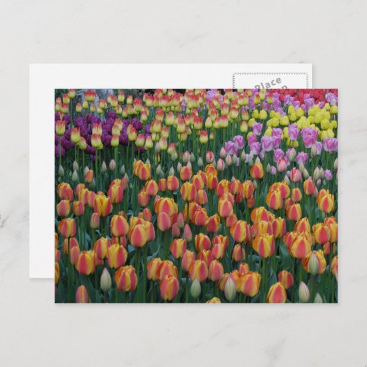 Tekenvak Briefkaart (Voorkant / Achterkant)