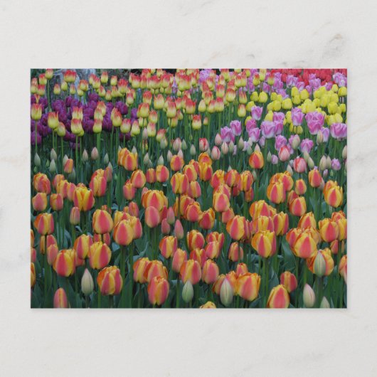 Tekenvak Briefkaart (Voorkant)