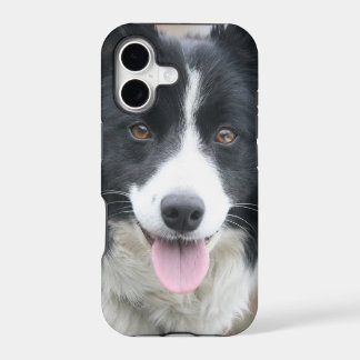 Telefoonnummer rand collie