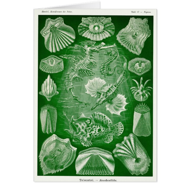 Teleostei (Voorkant)