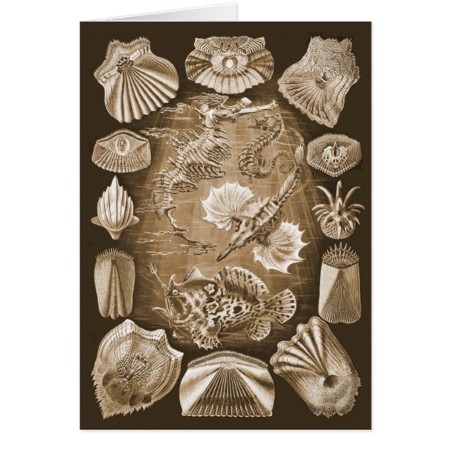 Teleostei (Voorkant)