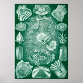 Teleostei Fish and Shells door Ernst Haeckel Poster (Voorkant)