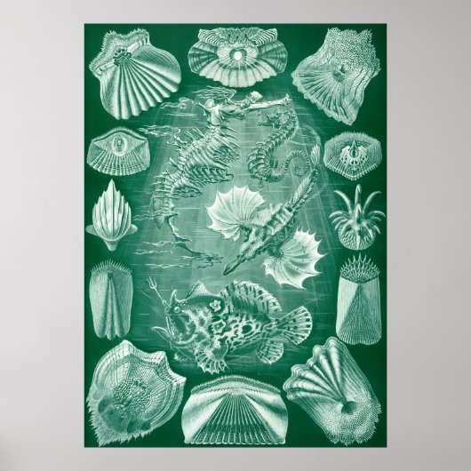  Teleostei Fish and Shells door Ernst Haeckel Poster (Voorkant)