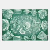  Teleostei schelpen en vissen van Ernst Haeckel Inpakpapier Vel (Voorkant 3)