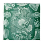  Teleostei schelpen en vissen van Ernst Haeckel Tegeltje (Voorkant)