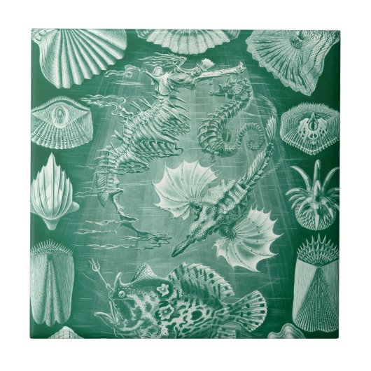  Teleostei schelpen en vissen van Ernst Haeckel Tegeltje (Voorkant)