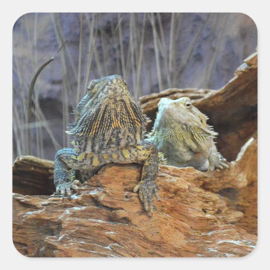 Teller met twee nieuwsgierige luiers vierkante sticker (Voorkant)