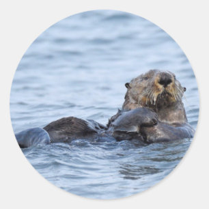 Teller van otter ronde sticker