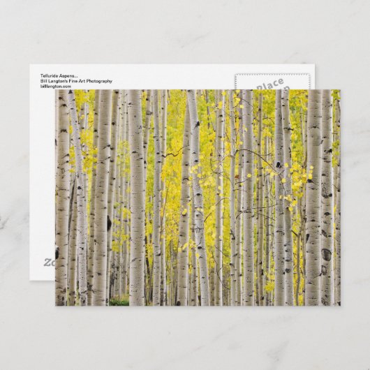 Telluride Aspens... Briefkaart (Voorkant / Achterkant)