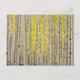 Telluride Aspens... Briefkaart