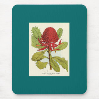 Telopea Speciosissimae Waratah Muismat