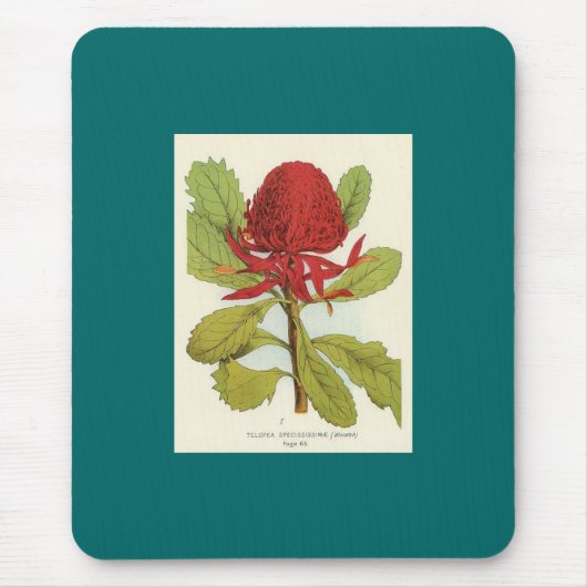 Telopea Speciosissimae Waratah Muismat (Voorkant)