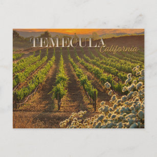 Temecula Wijn Land Briefkaart Wijngaard