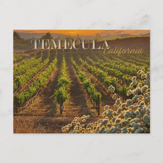 Temecula Wijn Land Briefkaart Wijngaard (Voorkant)