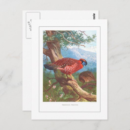 Temminck's Tragopan Briefkaart (Voorkant / Achterkant)