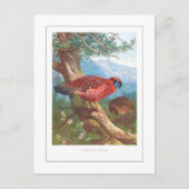 Temminck's Tragopan Briefkaart (Voorkant)
