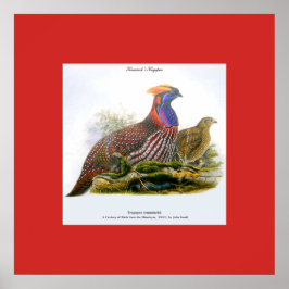 Temmincks Tragopan /Hoornfazant J.Gould Poster