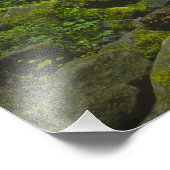 Temperate regenwoudstroom in Columbia Foto Afdruk (Hoek)