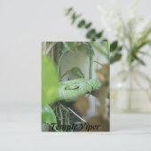 Temple Viper Briefkaart (Staand voorkant)