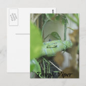 Temple Viper Briefkaart (Voorkant / Achterkant)