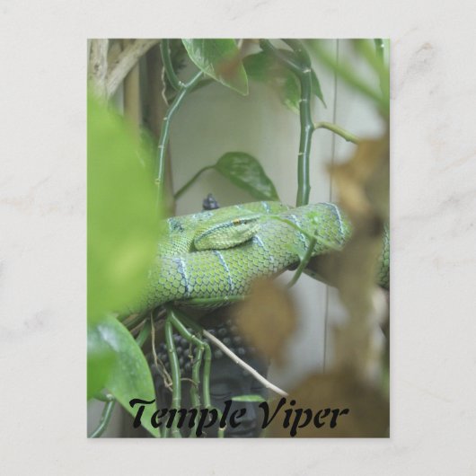 Temple Viper Briefkaart (Voorkant)