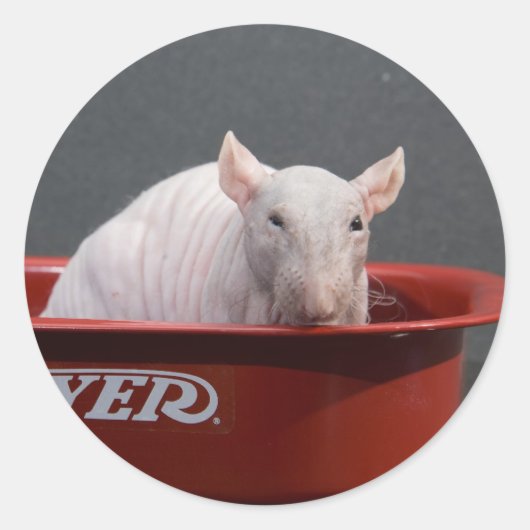 templeton ronde sticker (Voorkant)