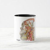 Temporal en Infratemporal Fossae Mok (Midden)