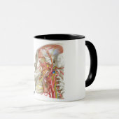 Temporal en Infratemporal Fossae Mok (Voorkant rechts)