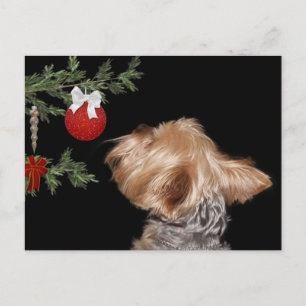 Tempted Yorkie Kerstmis Feestdagenkaart