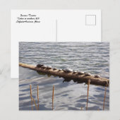 Ten Turtles Sunning on Log Postcard Briefkaart (Voorkant / Achterkant)