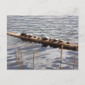 Ten Turtles Sunning on Log Postcard Briefkaart (Voorkant)