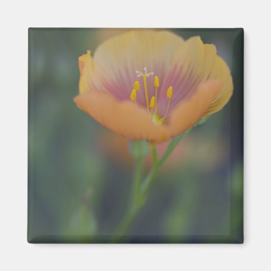 Ten zuiden van Devine Texas langs Interstate 35 Magneet (Voorkant)