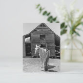 Tenant Farmer's Mule, jaren '30 Briefkaart (Staand voorkant)