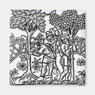 Tendende wijnstokken magneet