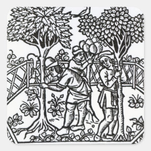 Tendende wijnstokken vierkante sticker