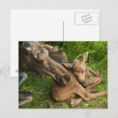 Tender Moeder Moose Briefkaart (Voorkant / Achterkant)