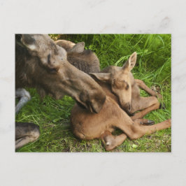 Tender Moeder Moose Briefkaart